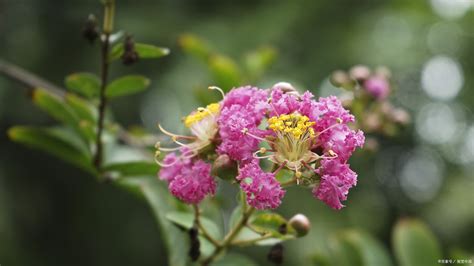 紫薇花种植|紫薇花的养殖方法和注意事项